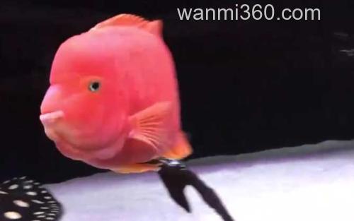 金刚鹦鹉鱼_0