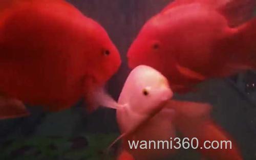 金刚鹦鹉鱼_3
