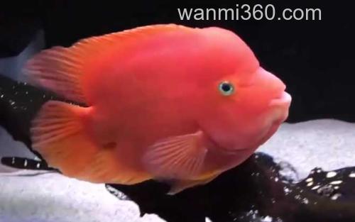 金刚鹦鹉鱼_2