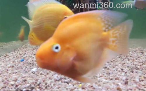 鹦鹉鱼_3