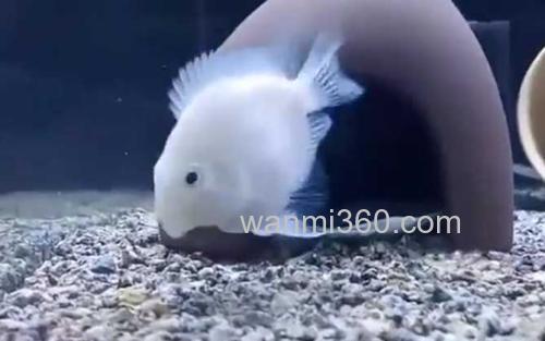 鹦鹉鱼_1