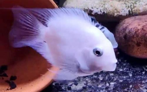 鹦鹉鱼_1