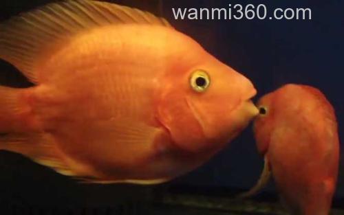 鹦鹉鱼_2