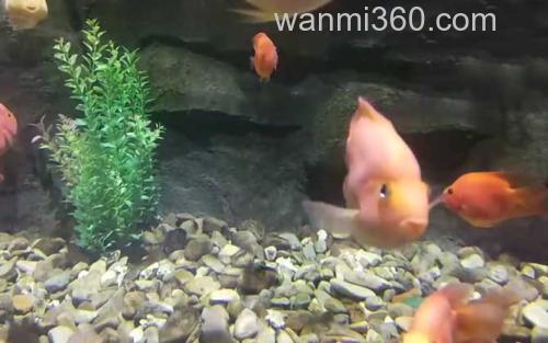 鹦鹉鱼_3