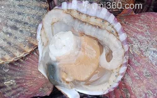 扇贝_0