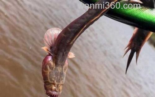 须鳗虾虎鱼_2