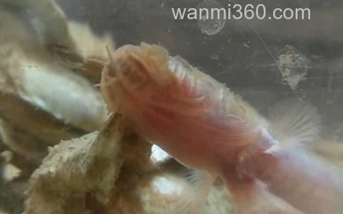 须鳗虾虎鱼_0