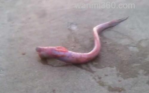 狼牙虾虎鱼_3