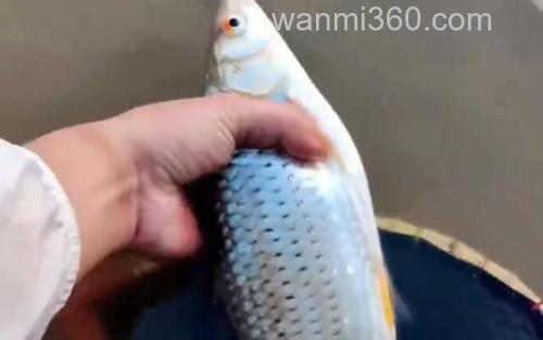 赤眼鳟_1