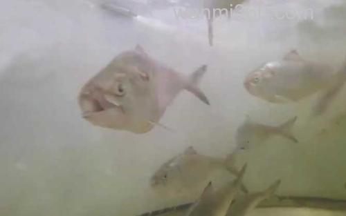 鲥鱼_3