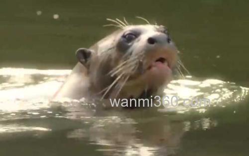 巨獭_3