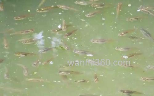 食蚊鱼_1