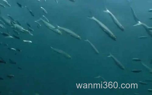 沙丁鱼_2