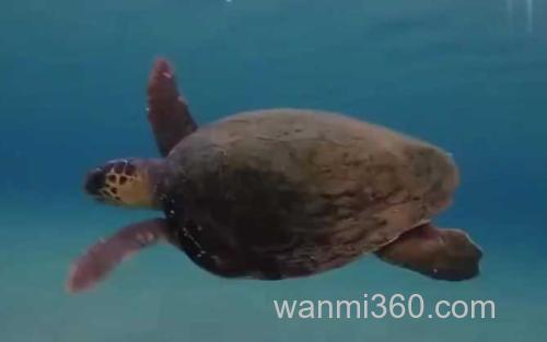 海龟_0
