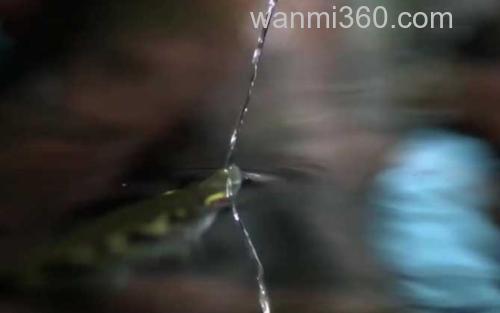射水鱼_3