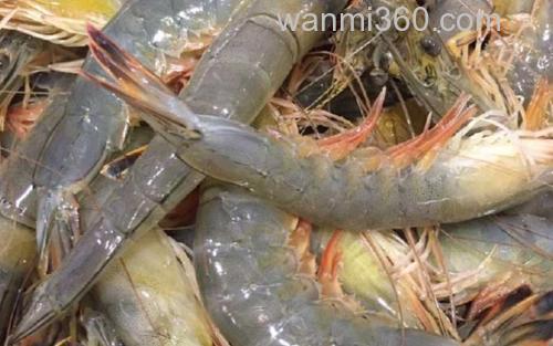 南美白对虾_2