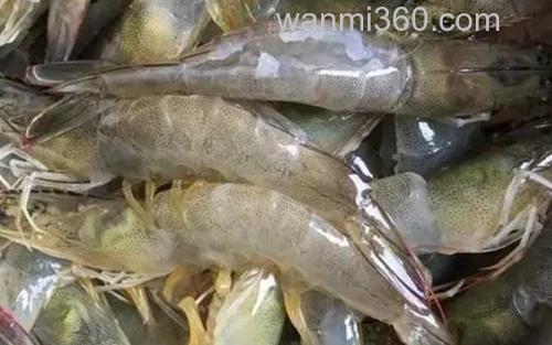 刀额新对虾_0