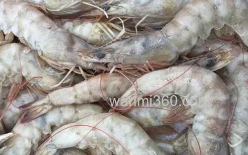南美白虾_1