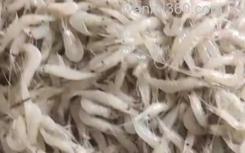 白虾_2