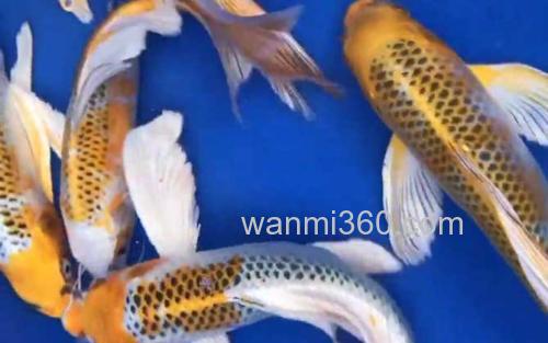 龙凤锦鲤_1