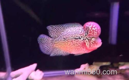 罗汉鱼_3