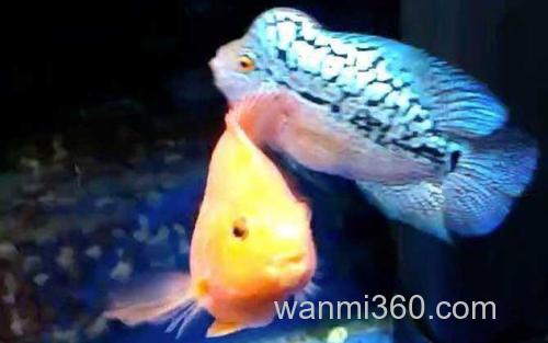 金花品系_0