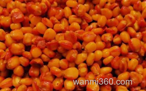 窝料_2