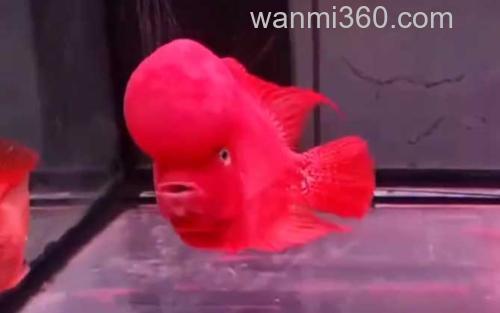 亚克力鱼缸_2