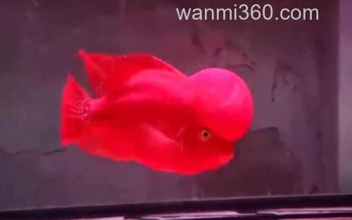 罗汉鱼_2
