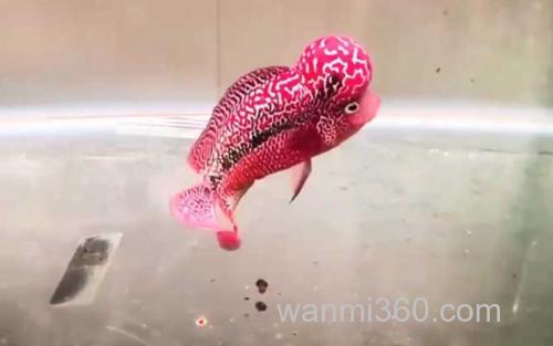 鱼怎么消毒_1