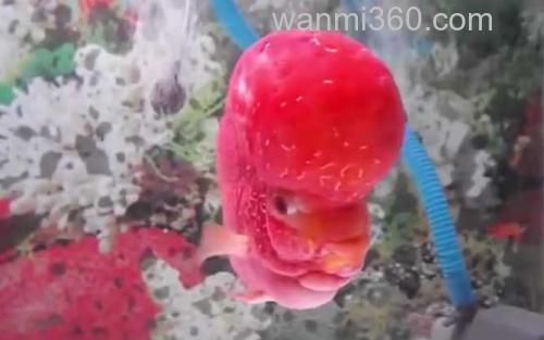 罗汉鱼_2