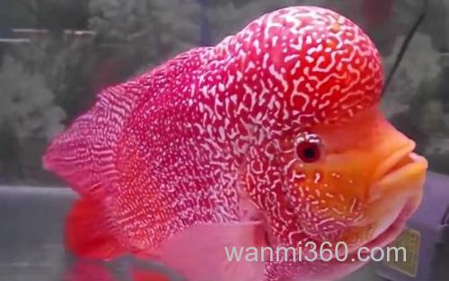 罗汉鱼_4