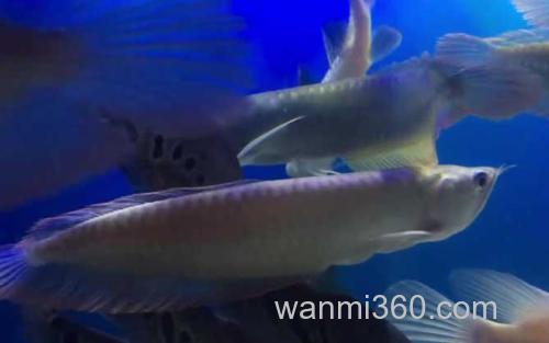 银龙鱼_2