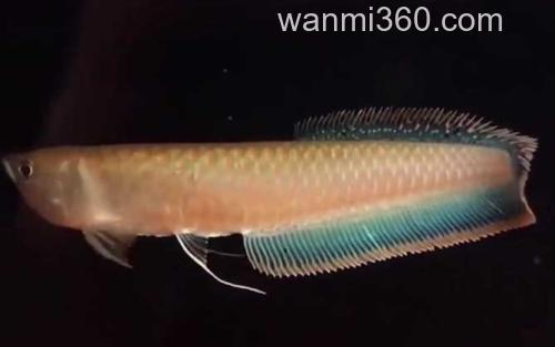银龙鱼_3
