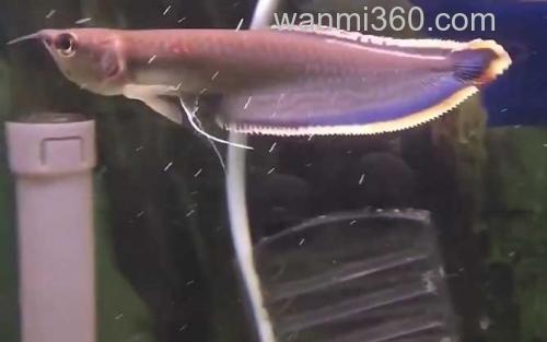 银龙鱼_1