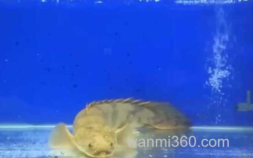 九角龙鱼_0