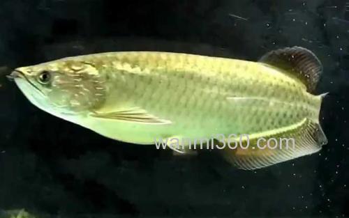 澳洲星点龙鱼_0