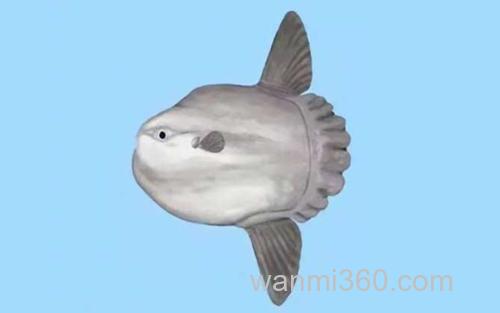 翻车鱼_1