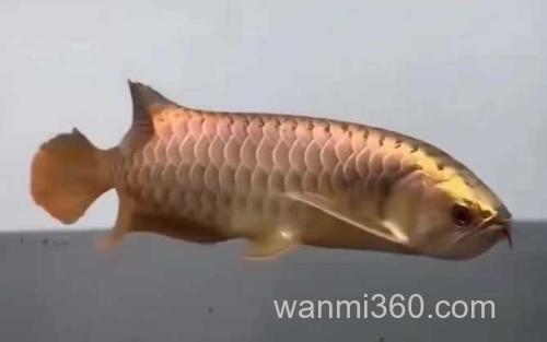 龙鱼_2