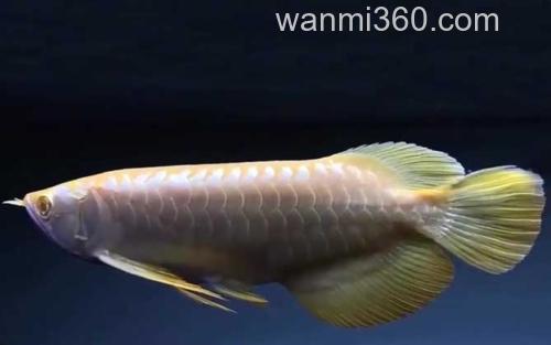 龙鱼_4