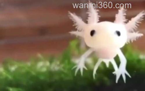 六角恐龙_3