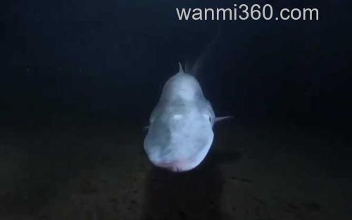 精灵鲨_3