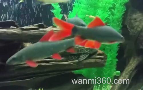 彩虹鲨_2