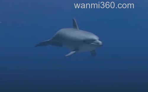 海豚_0