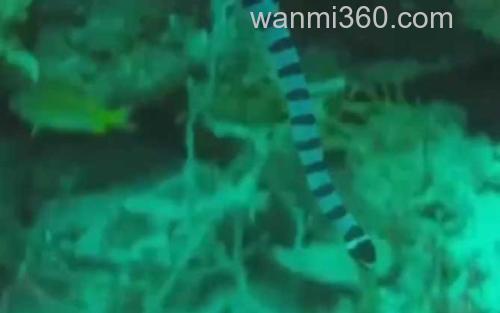 裂颊海蛇_3