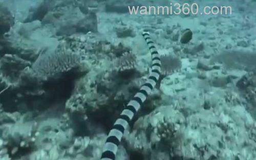 青环海蛇_1