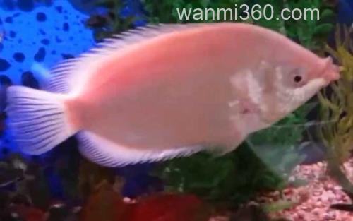 接吻鱼_3
