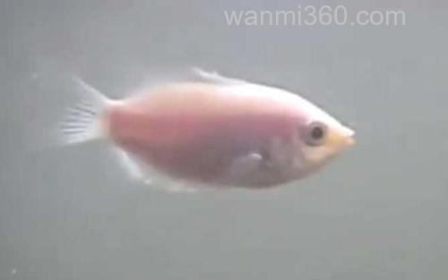 接吻鱼_1