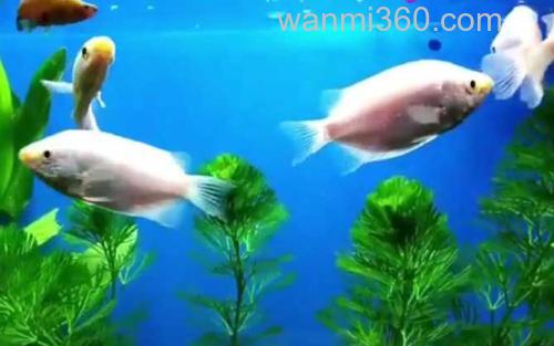 接吻鱼_1