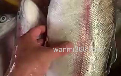 三文鱼_2
